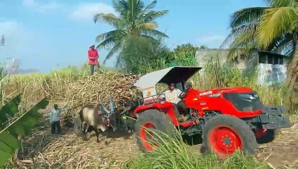 How to pull out loaded sugarcane bullock cart | sugarcane transport system by ox in India | bull pull loaded sugarcane bullock cart