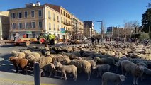 Manifestation des agriculteurs avec troupeau de moutons dans le centre de Draguignan.