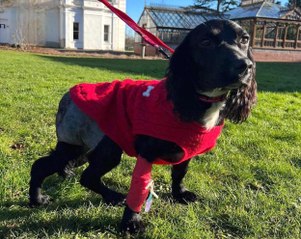 The heartwarming story of abandoned Pembrokeshire pup Ariel born with six legs - taking fame all in her stride!