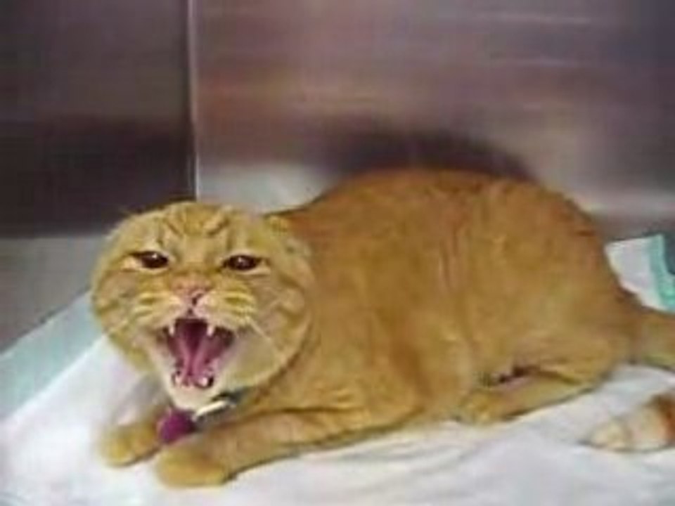 Crazycat
