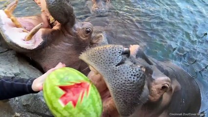 World-Famous Hippo Fiona Celebrates 7th Birthday