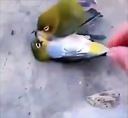 Eşi ölen kuş dayanamadı! Baş ucunda öldü…