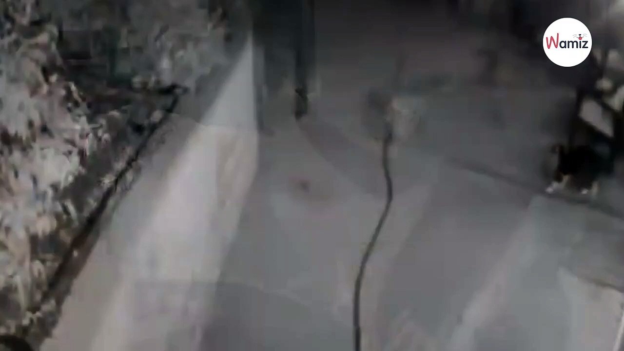 Katzenhalter fassungslos: Überwachungsvideo zeigt dramatische Sekunden im Garten