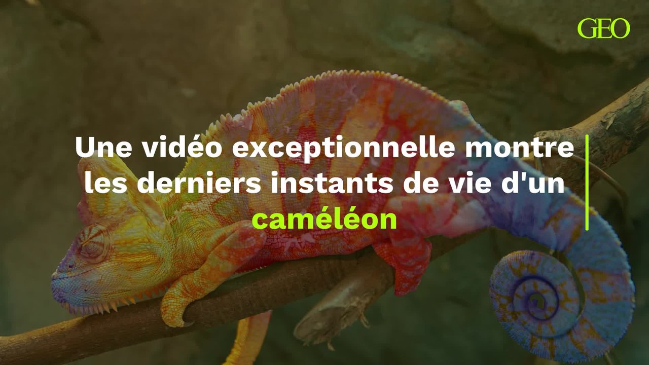 Une vidéo exceptionnelle montre les derniers instants de vie d'un caméléon