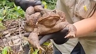 Look at the size of this MONSTER TOAD!