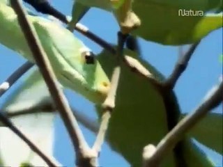 Los secretos de la naturaleza: 1- Los secretos de las serpientes
