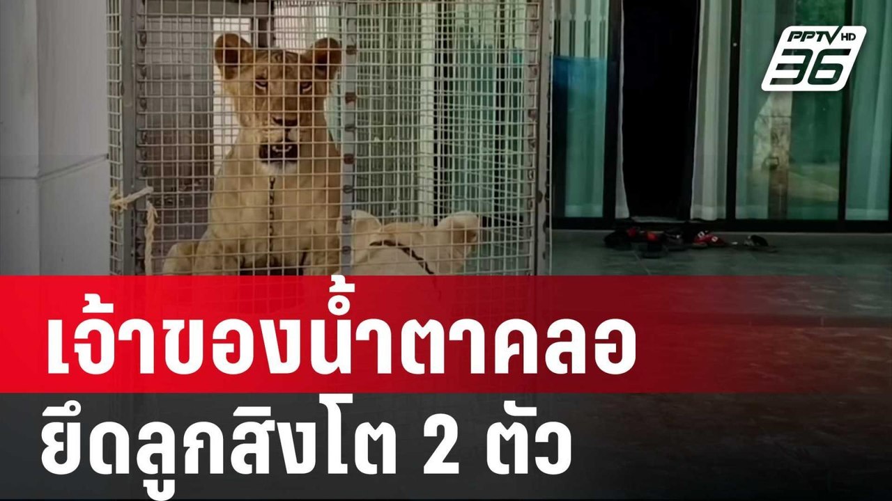เจ้าของน้ำตาคลอ จนท.ตรวจยึดลูกสิงโต 2 ตัว | เข้...
