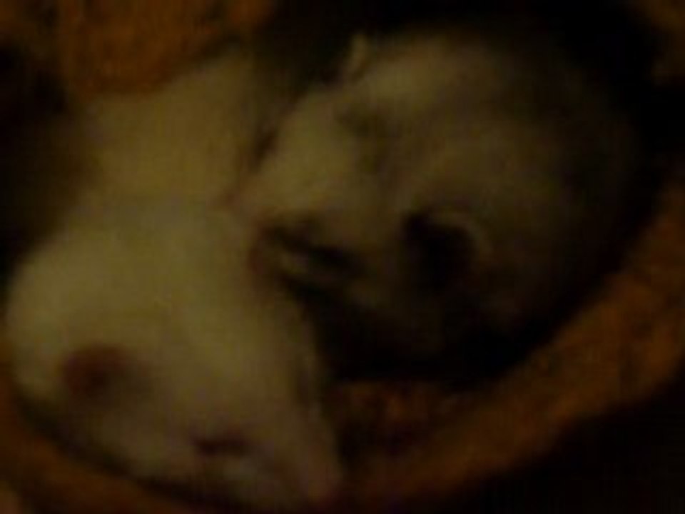 zelda qui fait la toillette a willow