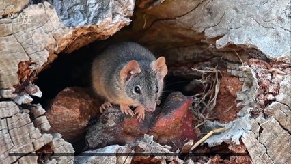 This Wild Animal Sacrifices Sleep for Sex During Mating Season