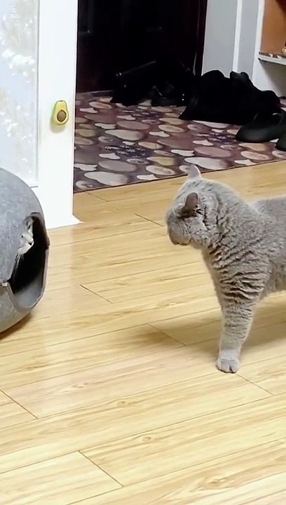 Funny cat
