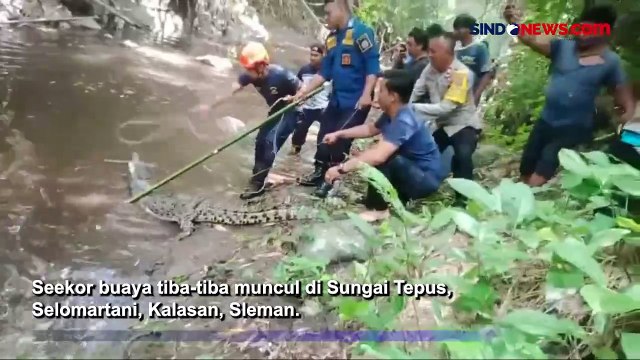 Penampakan Buaya Muara yang Tiba-Tiba Muncul di Sungai Tepus Yogya
