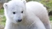 Adorable Polar Bear Cub Shows Him Taking His FIRST STEPS OUTSIDE