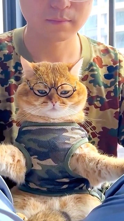 Pets Animals