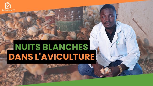 Burkina Faso : Nuits blanches dans l'aviculture