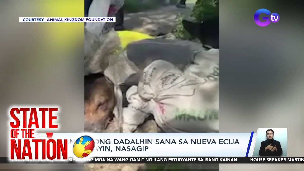 Ilang asong dadalhin sana sa Nueva Ecija para katayin, nasagip | SONA