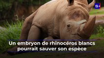 Un embryon de rhinocéros blancs pourrait sauver son espèce