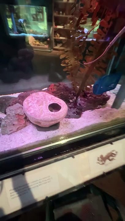 Octopus Takes a Net and Won't Give it Back