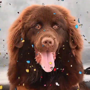 Newfoundland Dog