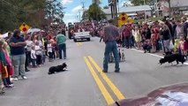 Border Collies Herd Ducks In A Parade