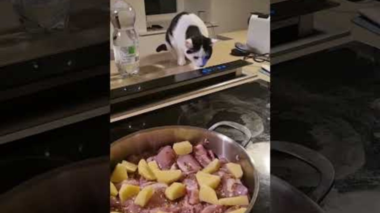 Kitty Helps in the Kitchen