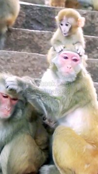 Mankey Funny Moments, Mankey Video, Bandar Shorts, Animals Funny Video, Animals Video Wild Animals Video, New Video, Mankey Short, Funny Moments,,#Animalsvideo#Wildanimals#Mankeyvideo