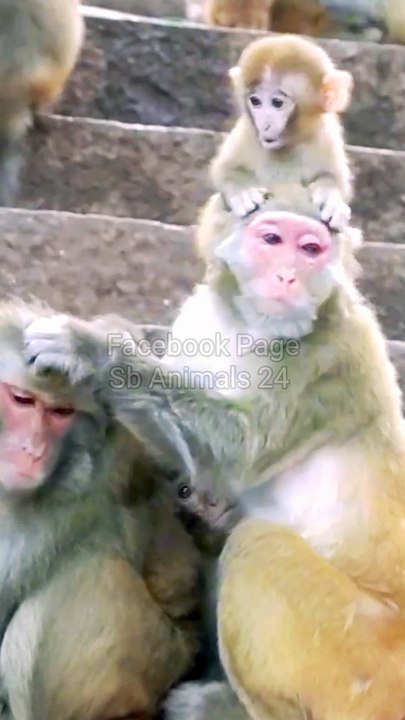 Mankey Funny Moments, Mankey Video, Bandar Shorts, Animals Funny Video, Animals Video Wild Animals Video, New Video, Mankey Short, Funny Moments,,#Animalsvideo#Wildanimals#Mankeyvideo