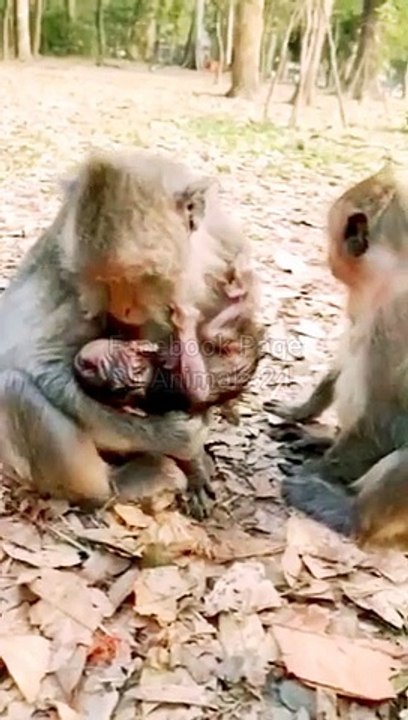 Funny Moments For Baby Mankey, Viral Video, New Video, Animals Funny Moments, Mankey Video, Bandar Shorts, Animals Short, Shorts Video, Shorts #wildanimals#animalsvideo#Viralvideo