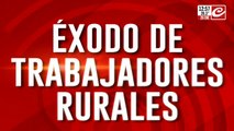 Éxodo de trabajadores rurales en Misiones: jóvenes fueron estafados y piden asistencia para emigrar