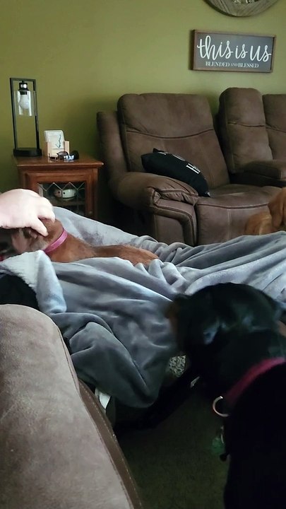 Rottweiler Throws A Fit