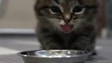 Doesn't Taste Good  