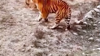 tigers vs lion #animals #lion #tiger #viral