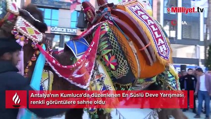 Develeri gelin gibi süsleyip jürinin önüne çıktılar
