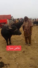 بہت خوبصورت بھینس  اقبالنگر منڈی میں