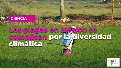 Las plagas en México se complican por la diversidad climática