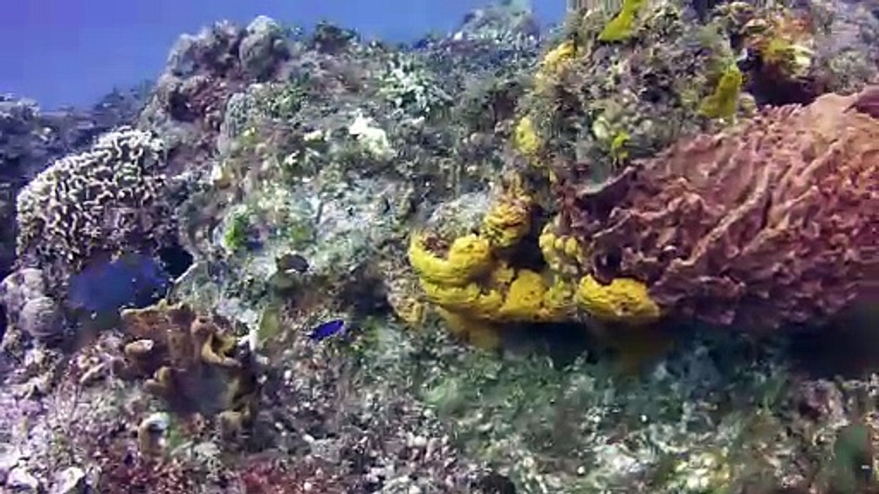 Cozumel fish