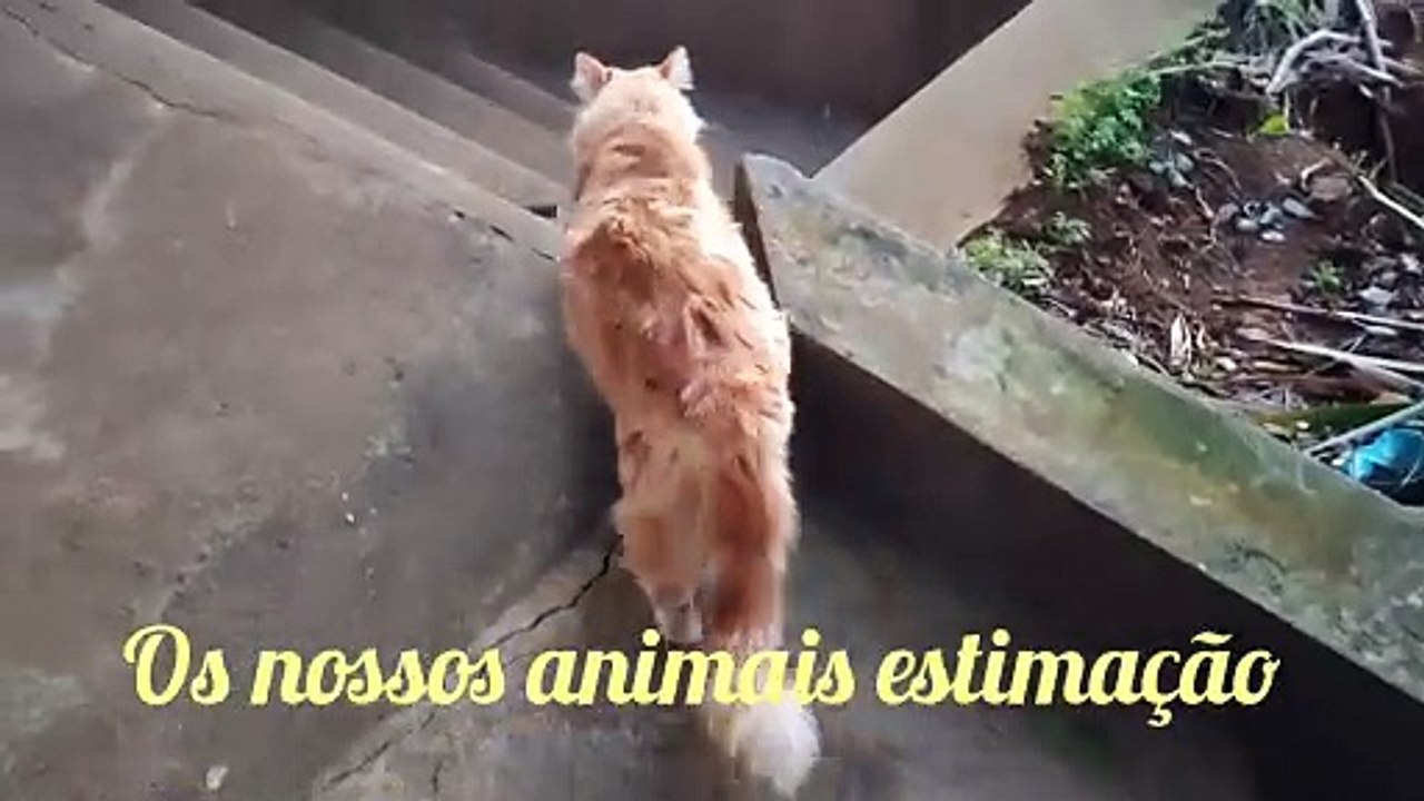 Nosso animais estimação