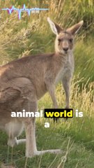 10 oddities about animals, the world of the wild