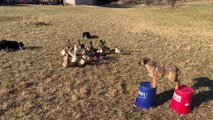 Collies Herding Ducks