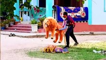 Fake Lion Prank Real Dog Super Funny