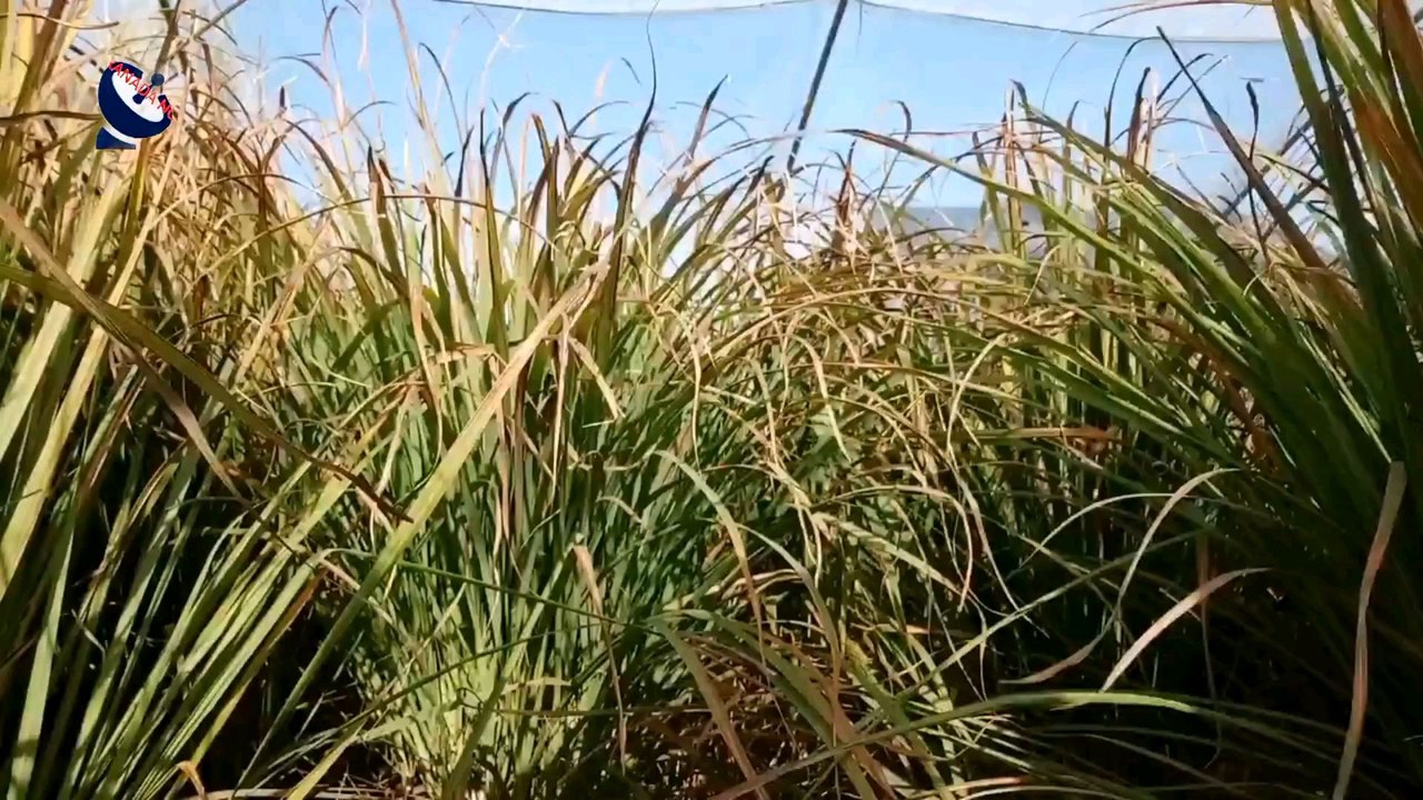 Un agricultor español estalla y pide la unidad de todo el sector primario contra las políticas europeas y del Gobierno: “España primero”.