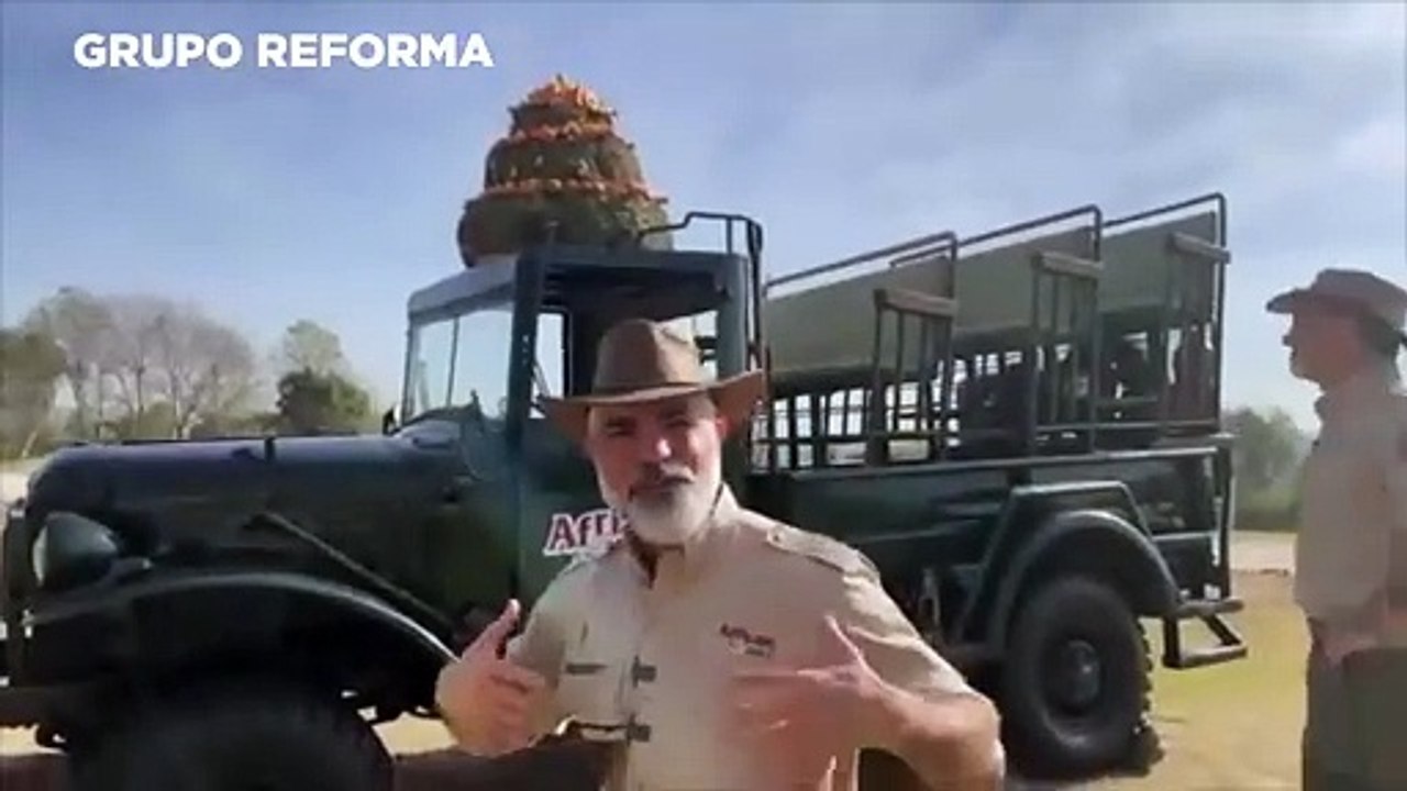 La nueva familia de la jirafa 'Benito' en Puebla