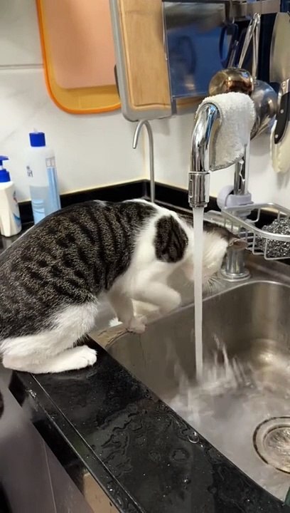 "Hilarious Animal Antics: Laugh Out Loud with the Funniest Animal Moments"