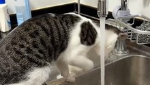 "Hilarious Animal Antics: Laugh Out Loud with the Funniest Animal Moments"