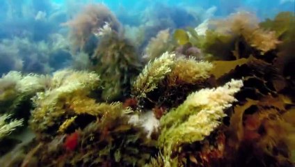 BBC Life Belgeseli | Bölüm 4: Balıklar