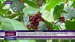 Nicaragua: Cooperativas cafetaleras se comprometen a producir café de calidad para exportar más a China