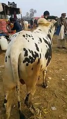 خوبصورت بیل اقبالنگر منڈی میں