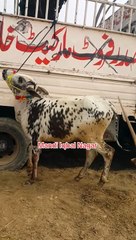 ساہیوال نسل کے بیل  اقبالنگر منڈی میں