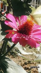 Whispers the beauty of ultimate truth and divine justice."