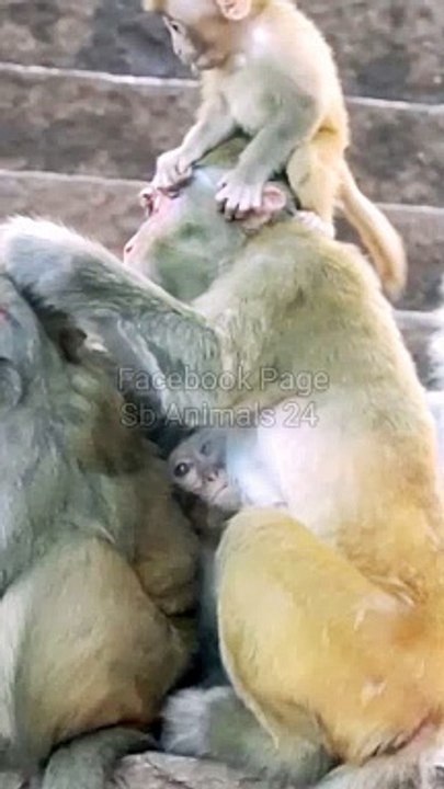 Animals Shorts, Shorts Video, New Shorts, Mankey Short, Mankey Video, Danger Mankey Reaction Video, Hindi Video, Trending Video, Viral Shorts,#Animals#Viralvideo#Trendingvideo