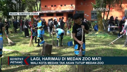 4 Harimau di Medan Zoo Mati Dalam 3 Bulan, WWF Indonesia: Kondisi Darurat Harus Segera Ditangani